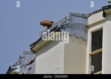 Bristol, Regno Unito. 04 luglio 2021. In un pomeriggio umido, un giovane gheppio atterra sul tetto della Clifton Observatory Tower, guardando il Clifton Suspension Bridge a Bristol. Credito immagine: Robert Timoney/Alamy Live News Foto Stock