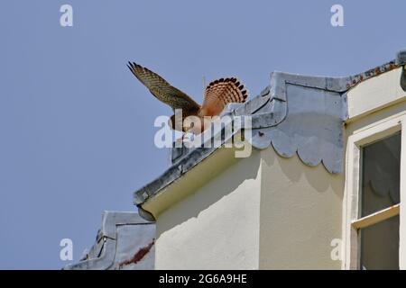 Bristol, Regno Unito. 04 luglio 2021. In un pomeriggio umido, un giovane gheppio atterra sul tetto della Clifton Observatory Tower, guardando il Clifton Suspension Bridge a Bristol. Credito immagine: Robert Timoney/Alamy Live News Foto Stock