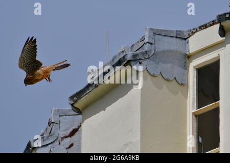 Bristol, Regno Unito. 04 luglio 2021. In un pomeriggio umido, un giovane gheppio atterra sul tetto della Clifton Observatory Tower, guardando il Clifton Suspension Bridge a Bristol. Credito immagine: Robert Timoney/Alamy Live News Foto Stock