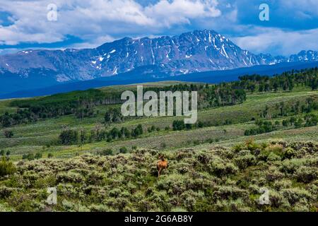 Cerro dalla coda bianca che pascolano sotto le montagne nel Colorado settentrionale Foto Stock