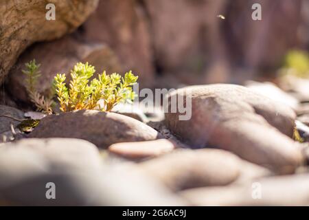 Succulenti che crescono tra pietre, piante non coltivate in natura, Siberia Foto Stock
