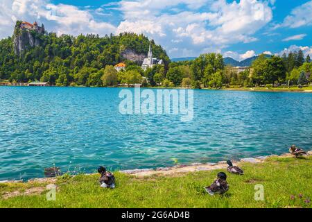 Incredibile vista panoramica con castello sulla scogliera e anatre mallard sulla riva del lago, Bled, Slovenia, Europa Foto Stock