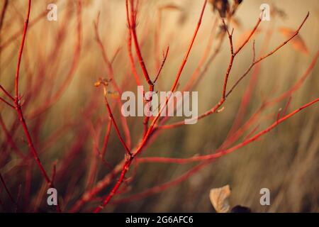 Rami rossi nel campo autunnale in luce solare. Tegame rosso, rosa o ramoscelli rossi in prato d'autunno alla luce del sole serale. Tranquillità Foto Stock