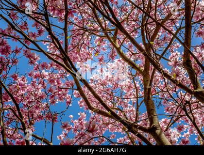 Magnolia albero in fiore visto dal basso. Preso in marzo nel mezzo della giornata con un cielo blu sullo sfondo Foto Stock