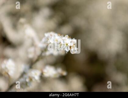 Primo piano su un albero bianco fiorito e selvaggio con sfondo sfocato Foto Stock