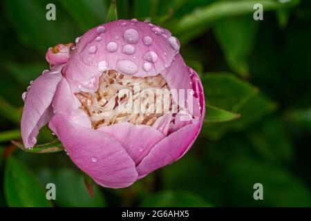 Primo piano della testa di fiore di pony rosa coperta di gocce d'acqua dopo la doccia Foto Stock