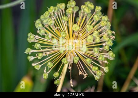 Primo piano della testa dei fiori di alium con semi verdi, - motivo radiale Foto Stock