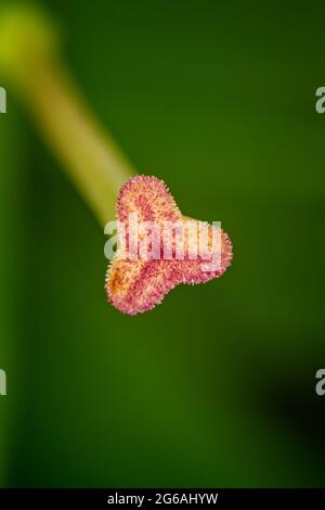Estremo primo piano di stam di giglio giardino contro backgroung verde Foto Stock
