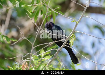 Un grillo comune è arroccato in un albero vicino a Charlo, Montana. Foto Stock