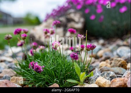 Fuoco selettivo su un singolo tegole che si nasconde in un cerotto di fiori decorativi Foto Stock