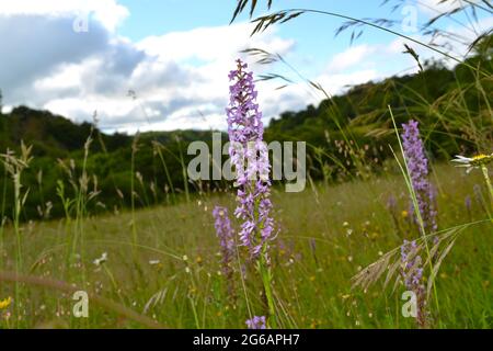 Orchidee profumate in prati selvaggi, a Magpie Bottom, vicino a Shoreham, Kent, una valle secca alta nel Nord Downs che è in fase di rewilded Foto Stock