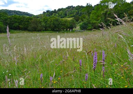 Orchidee profumate in prati selvaggi, a Magpie Bottom, vicino a Shoreham, Kent, una valle secca alta nel Nord Downs che è in fase di rewilded Foto Stock