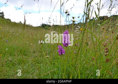 Orchidee piramidali in prato selvaggio, Maggie Bottom, vicino a Shoreham, Kent, in una valle secca alta nel Nord Downs che è in fase di rewilded. Foto Stock