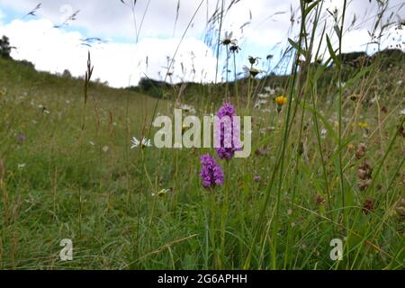 Orchidee piramidali in prato selvaggio, Maggie Bottom, vicino a Shoreham, Kent, in una valle secca alta nel Nord Downs che è in fase di rewilded. Foto Stock