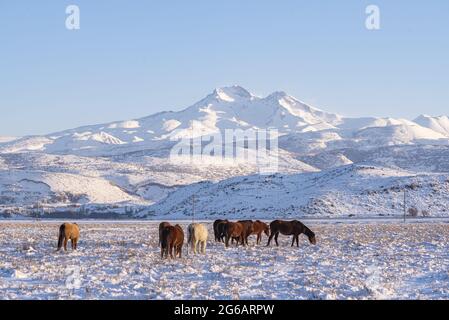 Un gruppo di cavalli in un campo nevoso della città di Kayseri e il monte Erciyes innevato sullo sfondo Foto Stock