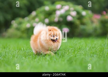 Ritratto di spitz cane pomeranian camminando su erba verde alla natura estiva Foto Stock