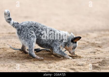 Blue heeler o australiano cucciolo di cane bestiame sta scavando sabbia sulla spiaggia Foto Stock