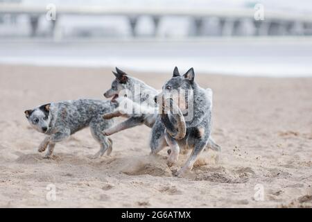 Cuccioli e guaritore blu adulto o cane australiano bestiame giocare e correre sulla spiaggia Foto Stock