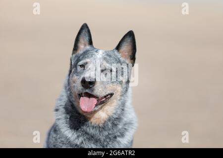 Il cane australiano di razza del bestiame o il ritratto del heeler blu all'aperto sulla spiaggia soleggiata Foto Stock