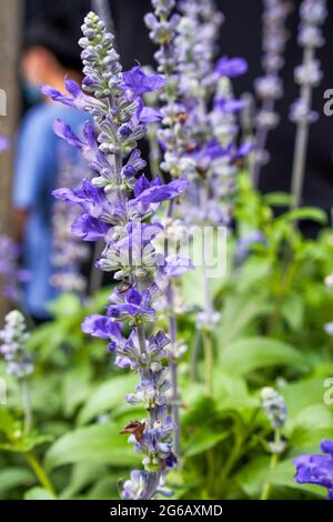 Primo piano di un salvia viola in fiore Foto Stock