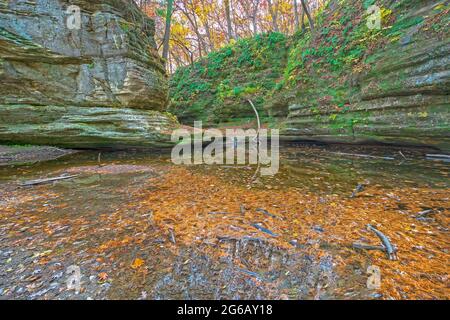 Mosses e Pine Needles in un laghetto appartato nell'Illinois Canyon nello Starved Rock state Park in Illinois Foto Stock