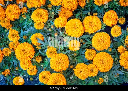 A bunch of marigold flowers (Tagetes erecta, Mexican, Aztec or African marigold) top view looking down. Background. Foto Stock