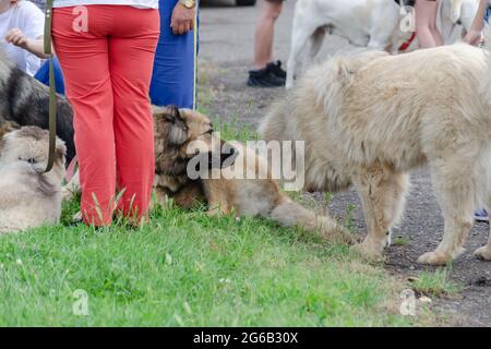 Parte inferiore della gente con i loro animali domestici sull'erba verde. Incontro di amanti del cane e persone simili mentre camminano i loro animali domestici. Socializzazione del do Foto Stock