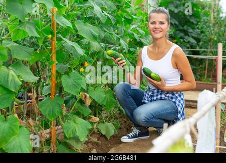 Donna sorridente raccolta di cetrioli freschi in giardino soleggiato Foto Stock