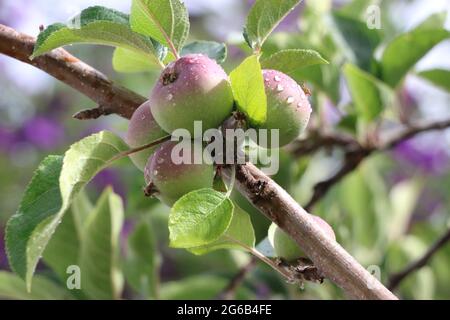 Belle, piccole mele rosa con gocce di pioggia, primaverile. Foto Stock