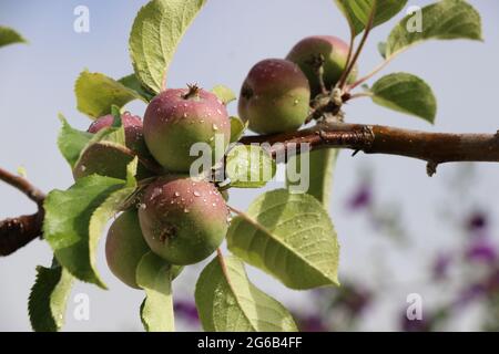 Belle, piccole mele rosa con gocce di pioggia, primaverile. Foto Stock