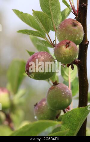 Belle, piccole mele rosa con gocce di pioggia, primaverile. Foto Stock