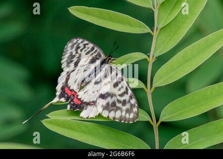 Sangju, Corea del Sud. 4 luglio 2021-Sangju, Corea del Sud-Sericinus montela sbarcato foglia verde vicino a ian stratim a Sangju, Corea del Sud. Credit: RYU SEUNG il/Alamy Live News Foto Stock