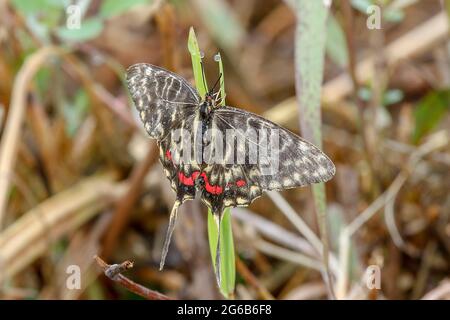 Sangju, Corea del Sud. 4 luglio 2021-Sangju, Corea del Sud-Sericinus montela sbarcato foglia verde vicino a ian stratim a Sangju, Corea del Sud. Credit: RYU SEUNG il/Alamy Live News Foto Stock