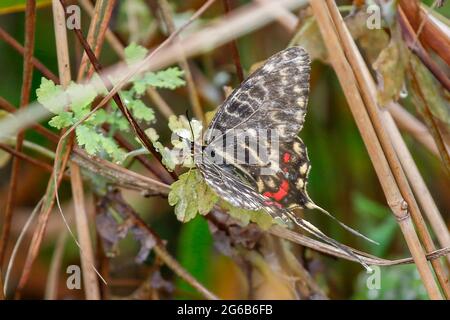 Sangju, Corea del Sud. 4 luglio 2021-Sangju, Corea del Sud-Sericinus montela sbarcato foglia verde vicino a ian stratim a Sangju, Corea del Sud. Credit: RYU SEUNG il/Alamy Live News Foto Stock