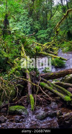 Alberi caduti sul circuito di Toolona, Parco Nazionale di Lamington. Foto Stock