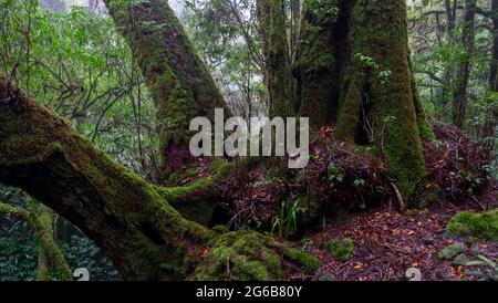 Misty, Mossy, Faggio antartico Foto Stock