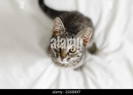 Primo piano di piccolo gattino domestico con occhi grandi. Curioso stile di vita gatto shot. Adorabile amico felino accogliente. Ritratto animale con occhi grandi. Foto Stock