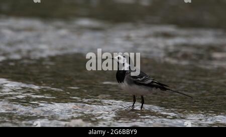 bird, europa, italia, liguria, italia, schnabel, selvatico, piume, finch, specht, uccello, natur, selvatico lebene tiere, tier, ast, selvatico, baum, schnabel Foto Stock