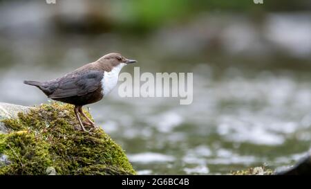 bird, europa, italia, liguria, italia, schnabel, selvatico, piume, finch, specht, uccello, natur, selvatico lebene tiere, tier, ast, selvatico, baum, schnabel Foto Stock