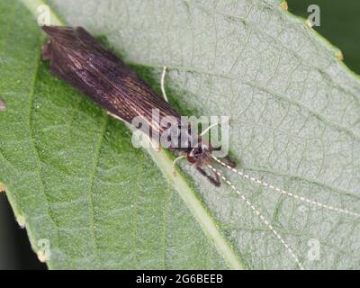 Black Dancer Caddisfly (Mystacides sepulchralis) - macro di insetti Foto Stock