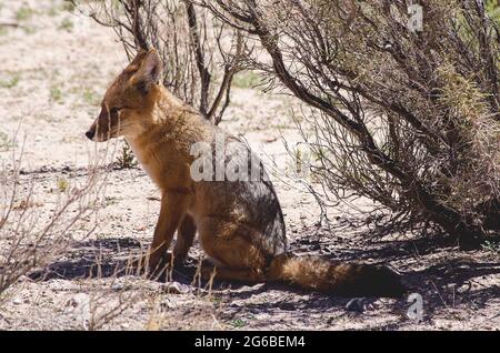 Ritratto di una volpe seduta sotto un cespuglio in paesaggio rurale, Jujuy, Argentina Foto Stock