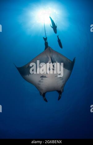 Vista ad angolo basso di un Manta Ray e tre pesci remora nuotare in oceano, Socorro, Revillagigedo Isole, Baja California, Messico Foto Stock