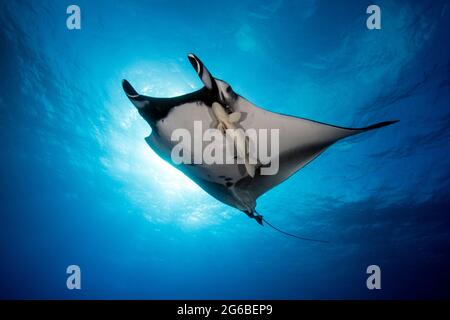 Vista ad angolo basso di un Manta Ray e di un pesce remora che nuotano nell'oceano, Socorro, Revillagigedo Islands, Baja California, Messico Foto Stock