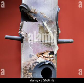 Alimentatore di semi di uccello piccolo di plastica distrutto da scoiattolo. Foto Stock