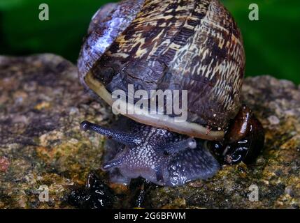 Cornu aspersum, noto con il nome comune di lumaca da giardino, è una specie di lumaca della famiglia degli Helicidae. Foto Stock