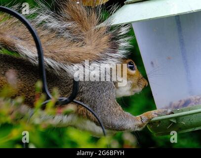 Il orientale scoiattolo grigio, noto anche come lo scoiattolo grigio a seconda della regione, è un albero di scoiattolo in genere Sciurus. Foto Stock
