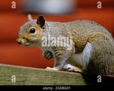 Il orientale scoiattolo grigio, noto anche come lo scoiattolo grigio a seconda della regione, è un albero di scoiattolo in genere Sciurus. Foto Stock