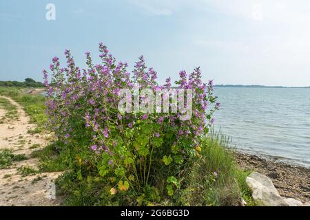 Malva comune (Malva sylvestris) fiori selvatici che crescono dalla costa nel Sussex occidentale, Inghilterra, Regno Unito, durante il mese di luglio Foto Stock