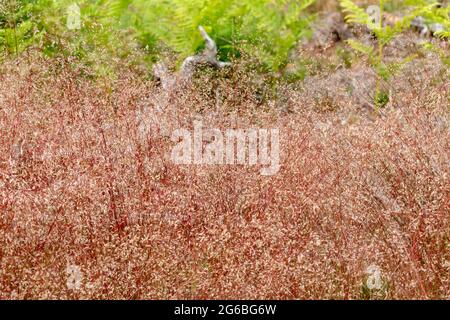 Erba ondulata dei capelli (Deschampsia flexuosa), sulla brughiera del Berkshire, Regno Unito, nel mese di giugno Foto Stock