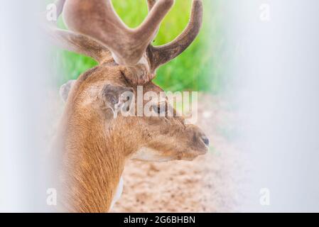 Bel chiodo di cervo dell'asse vitale macchiato in un giorno d'estate. Sfondo verde e bianco.Copia spazio. Foto Stock